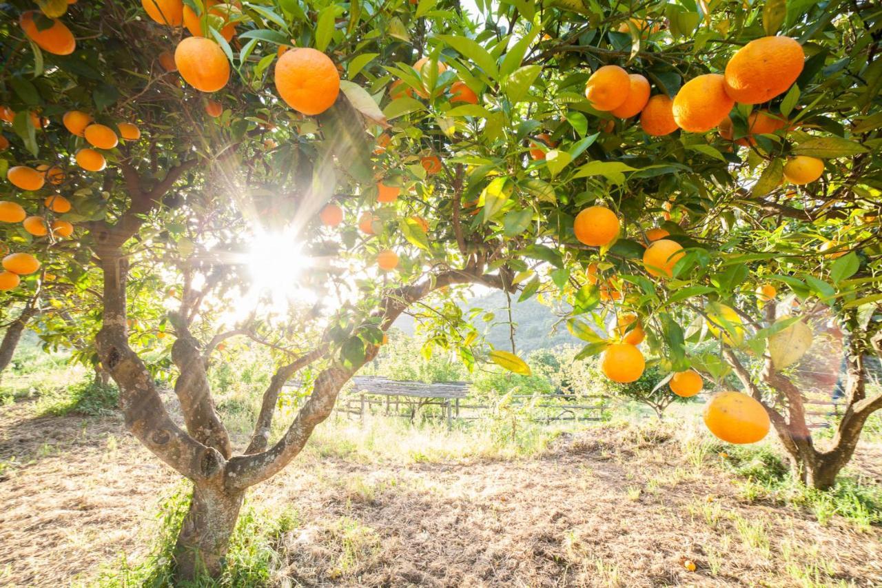 Calabrialcubo Agriturismo Nocera Terinese Zewnętrze zdjęcie
